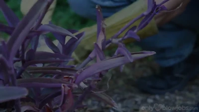 [OnlyTeenBlowjobs] The Lurking Gardener