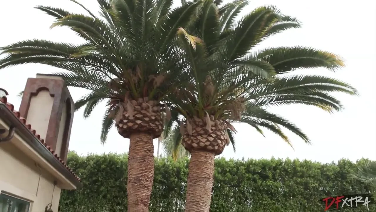 [DFXHotWives] Sharing Gypsy Rose’s Pussy