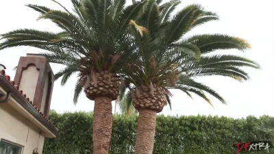 [DFXHotWives] Sharing Gypsy Rose’s Pussy